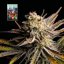 L.A. Peyote Kush - feminizowane nasiona konopi 10 sztuk, Seedsman