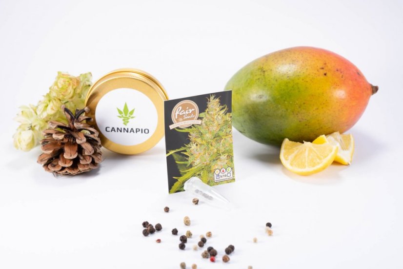 Orange Bud Diesel - feminisierte Samen 5 Stück Fair Seeds