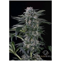 Moby Dick - autoflowering marijuana seeds 3pcs Silent Seeds