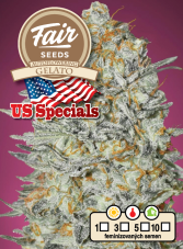 Fair Seeds Auto Gelato samonakvétací feminizovaná semena
