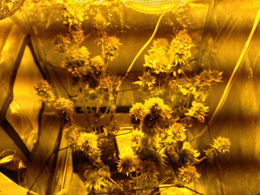Liberty Haze - feminisierte Samen 10 Stück Barney's Farm