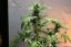 Skunk n.1 - feminized seeds 10 pcs Sensi Seeds