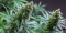 TOP autoflowering CBD semená konopy pre rok 2023
