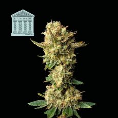 Peyote Forum - феминизирани семена от канабис 5 бр, Seedsman