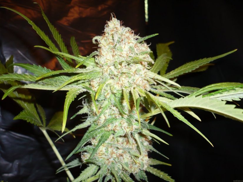 Super Skunk 10 ks štandardizované feminizované semená Sensi Seeds