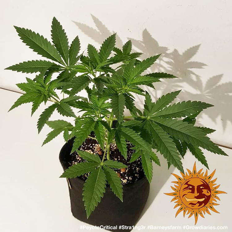 Peyote Critical - feminizované semena marihuany 10 ks Barney´s Farm