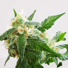AK-48 - 5ks autoflower feminizovaná semienka Nirvana