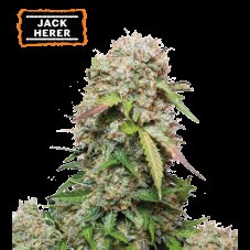 Jack Herer Feminizowane Nasiona - 1