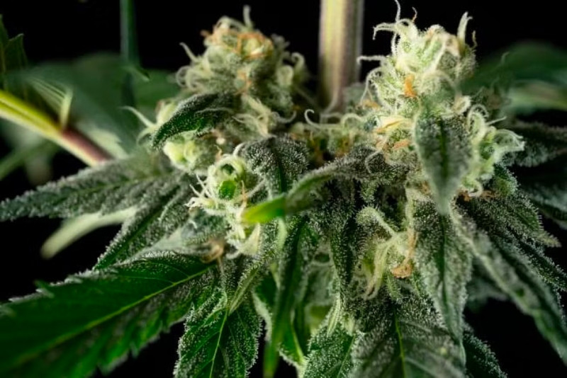 Bubba Cheesecake - feminizovaná semena konopí 3 ks, Seedsman