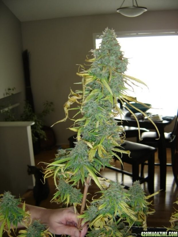 Vanilla Kush – feminizovaná semínka 5 ks Barney's Farm
