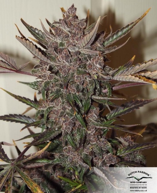 Auto Blackberry Kush - feminizoavné a samonakvitacie semienka 3 ks Dutch Passion