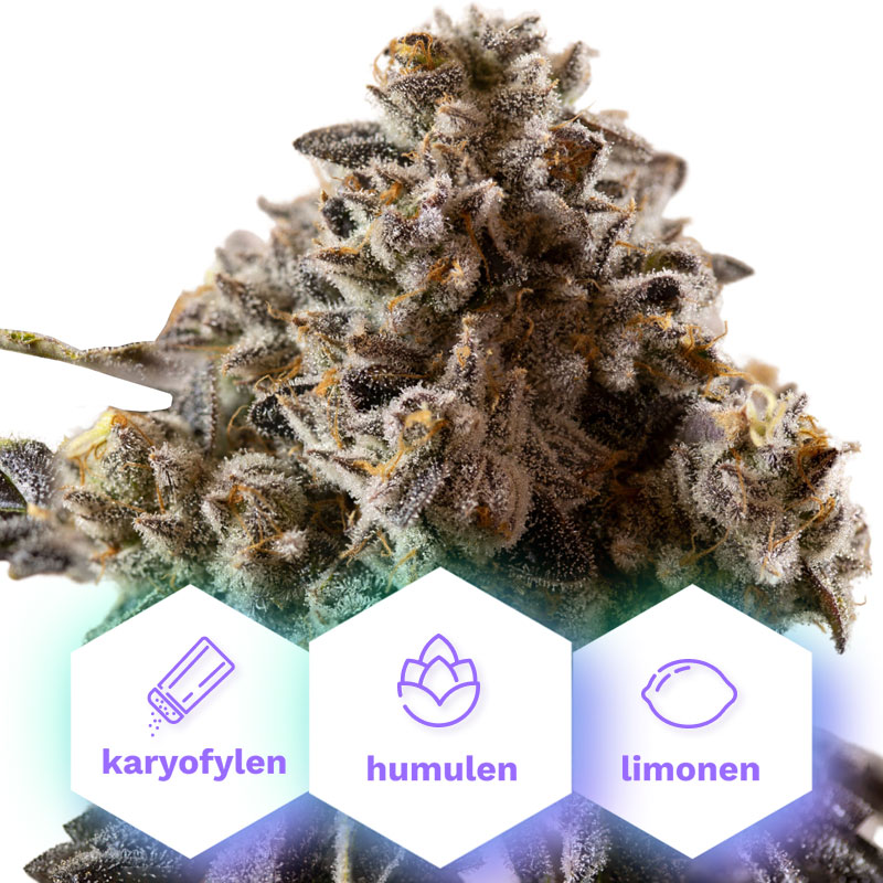 Gelato Cookies - feminisierte Samen 10 Stück Cannapio
