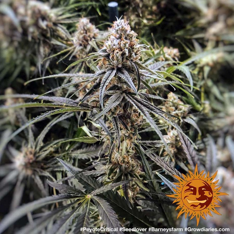 Peyote Critical - феминизирани семена от марихуана 3 бр Barney´s Farm