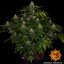 Shiskaberry - feminizowane nasiona marihuany 5 szt. Barney's Farm