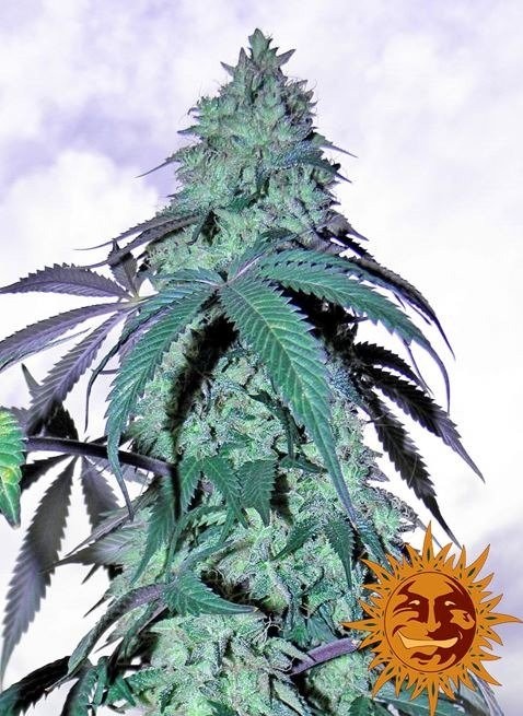Blue Gelato 41- feminizovaná semínka 3 ks Barney´s Farm