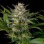 Lemon Kush Headband - feminizovaná semínka 3ks Humboldt