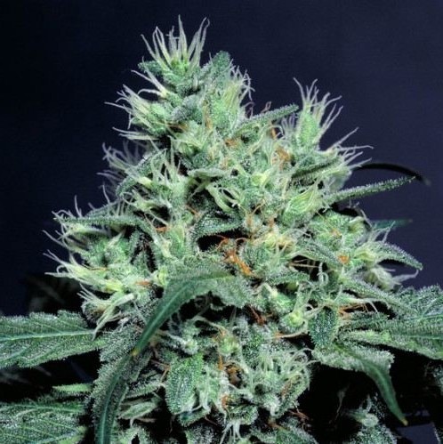 Dutch Dragon - 3 ks feminizované semínka Paradise Seeds