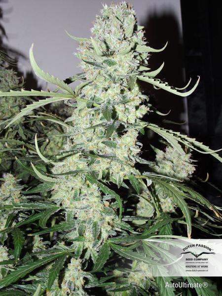 Auto Ultimate®- semințe autofloritoare 3 buc Dutch Passion