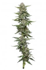 Garlic Budder - feminized marijuana seeds 3 pcs, Humboldt Seed Company