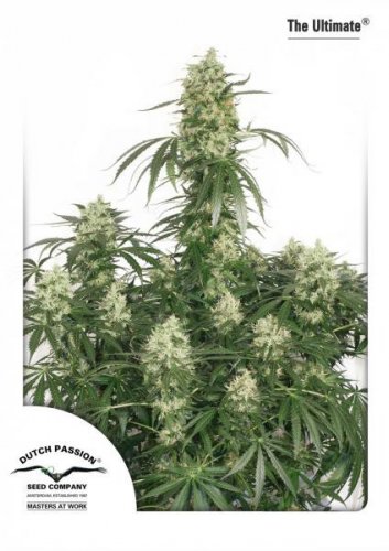 Ultimate - 3 Passes Dutch Passion feminized seeds