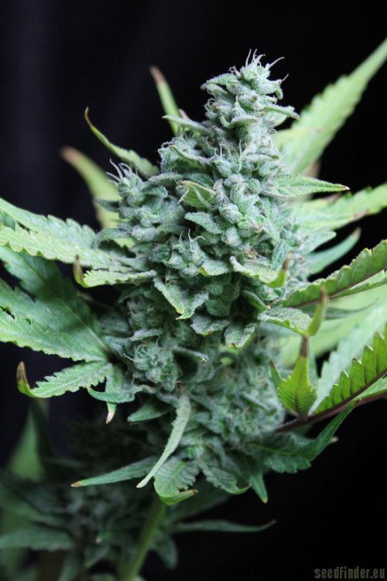 Skunk n.1 - semínka 10 ks standardizovaná Sensi Seeds