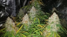 Big Bud self-flowering seeds 5 pcs Seedstockers
