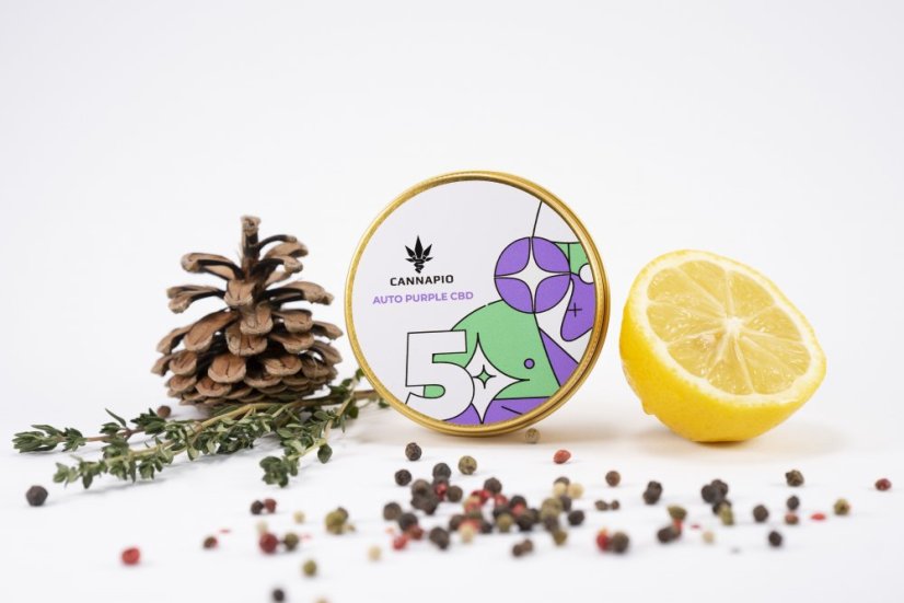 Auto Purple CBD - selbstblühende Samen Cannapio Premium 5 Stk