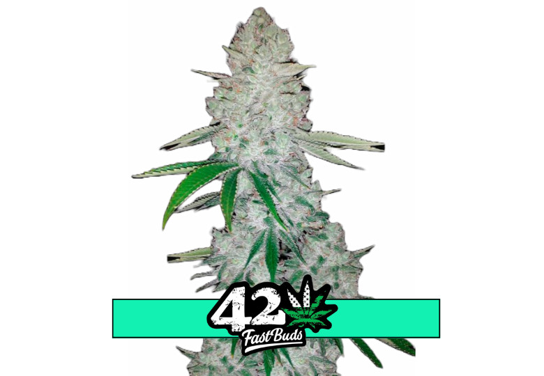 Glue Auto (formerly Gorilla Glue Auto) - Fast Buds 5pcs
