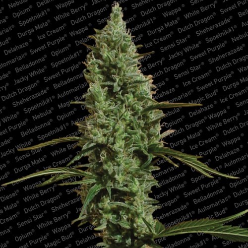 Atomical Haze - feminizované semená 5 ks Paradise Seeds