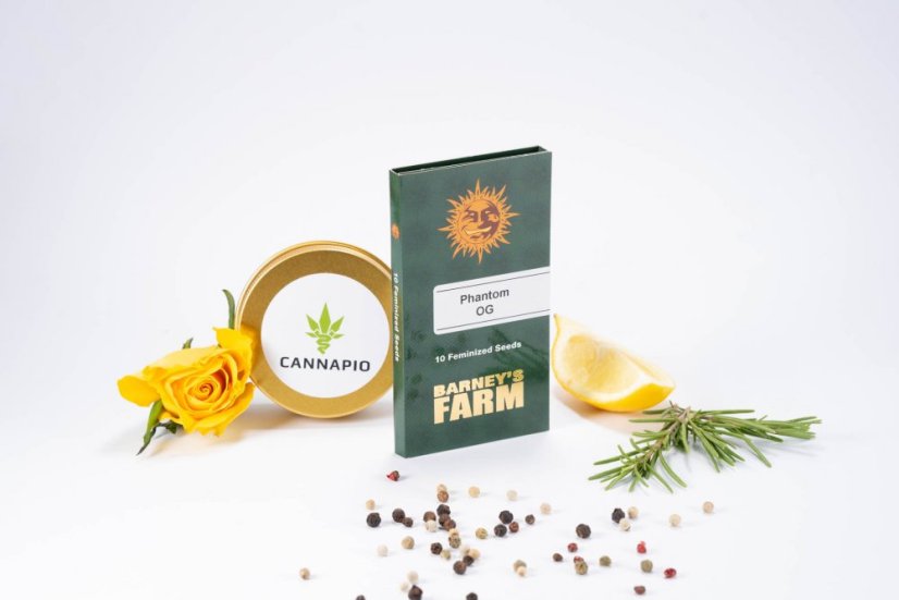 Phantom OG  – feminizovaná semena 10 ks Barney´s Farm