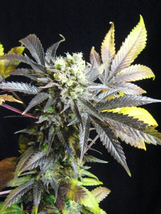 Royal Medic - feminizovaná semínka 10ks Royal Queen Seeds