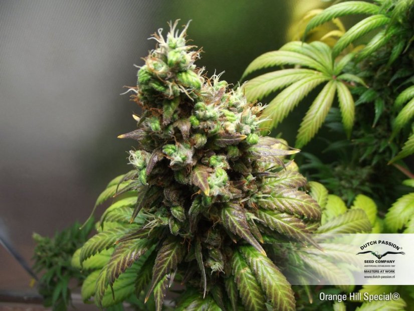 Arancia californiana - semi femminizzati 10 pz Dutch Passion
