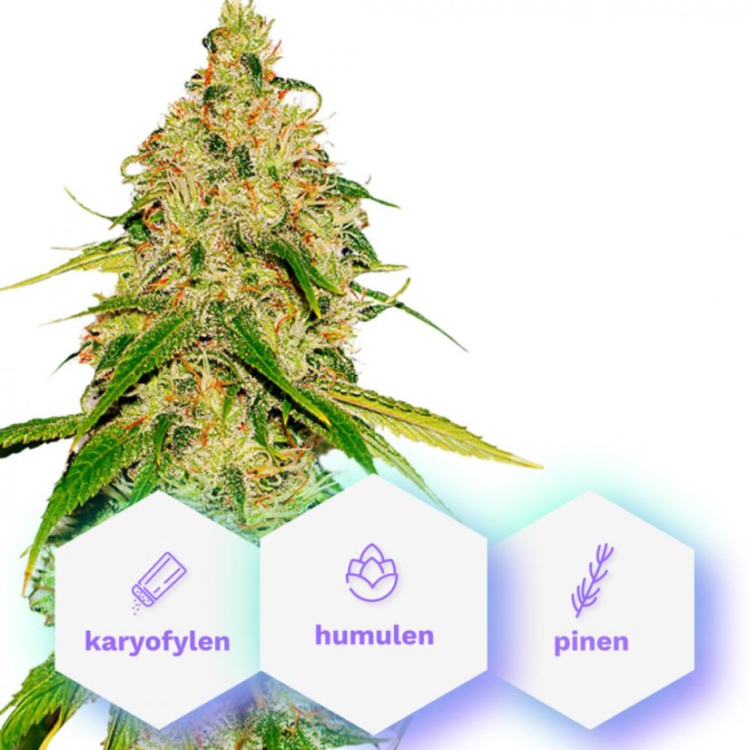 Auto White Widow CBD - 10 sztuk Cannapio Nasiona Autokwitnące
