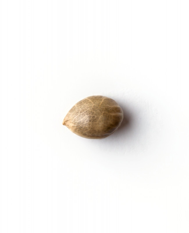 Afghani 1 - feminisierte Samen 5 Stück, Sensi Seeds