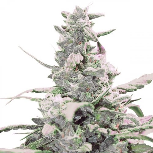 Royal Creamatic - feminized And autoflowering seeds 3 pcs Royal Queen Seeds