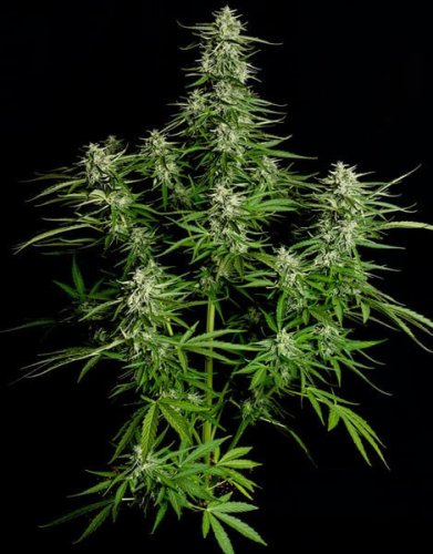 Titan F1 - automatycznie kwitnące nasiona marihuany 3 sztuki, Royal Queen Seeds