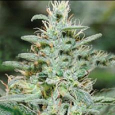 Red Dragon – feminizované semienka 10 ks Barney Farms