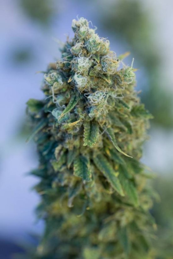 Critical Mass CBD - feminizované semienka 10ks Dinafem
