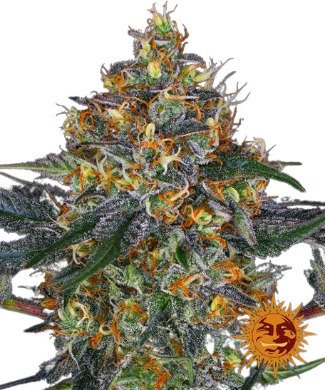 Moby Dick Auto - samonakvétací semínka 3 ks, Barney´s Farm