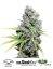 CBD Skunk Haze®- feminizované semienka 3 ks Dutch Passion