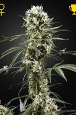 Super Lemon Haze Feminisierte Samen - 3