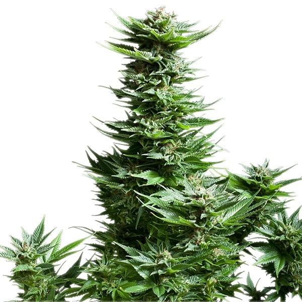 Shining Silver Haze - feminizovaná semínka 3 ks Royal Queen Seeds