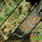 Medical Cannabinoids 4: CBG