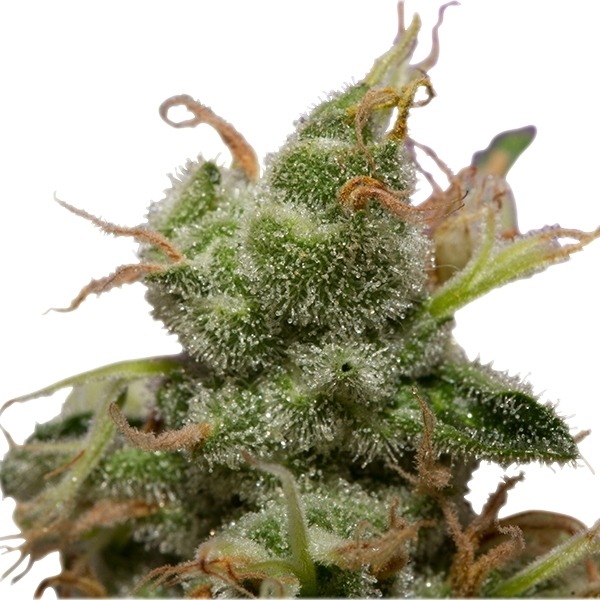 Ice - feminizovaná semínka 5 ks Royal Queen Seeds