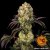 Glookies - gefeminiseerde marihuana zaden 3 st Barney's Farm