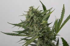 OG Kush Auto - fem. a samonakvétací semienka 5ks Humboldt