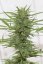 Dedoverde Haze - feminizovaná semienka 5ks Humboldt