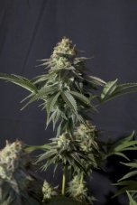 Orange Sherbet FF - feminizowane nasiona marihuany 5 szt Fast Buds