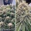Ice Cream Haze Feminisierte Samen - 3