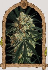 Triple A Auto - autoflowering marijuana seeds, 3pcs Exotic Seed